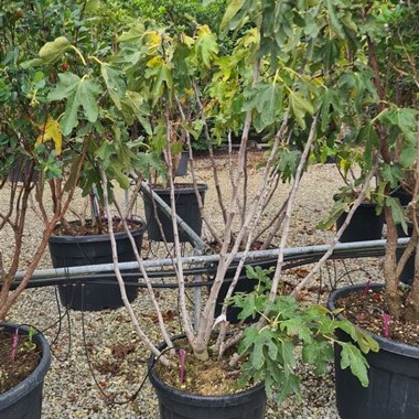 Ficus carica 12-14 HS